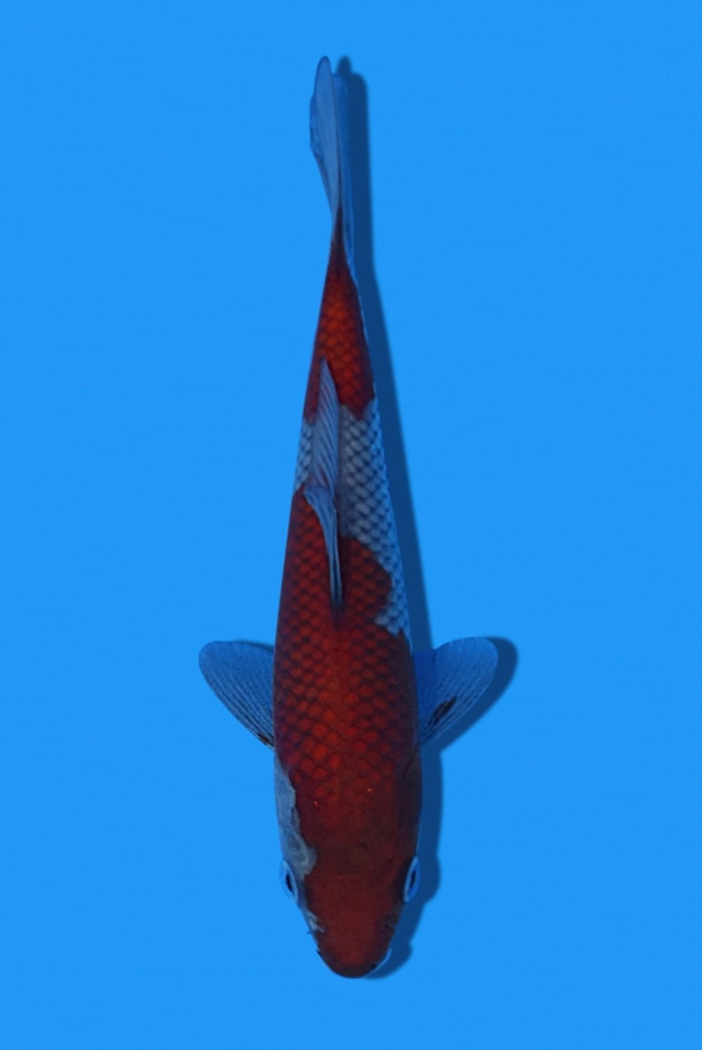 Juara 4