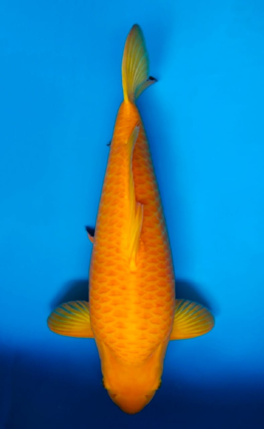 Juara 1