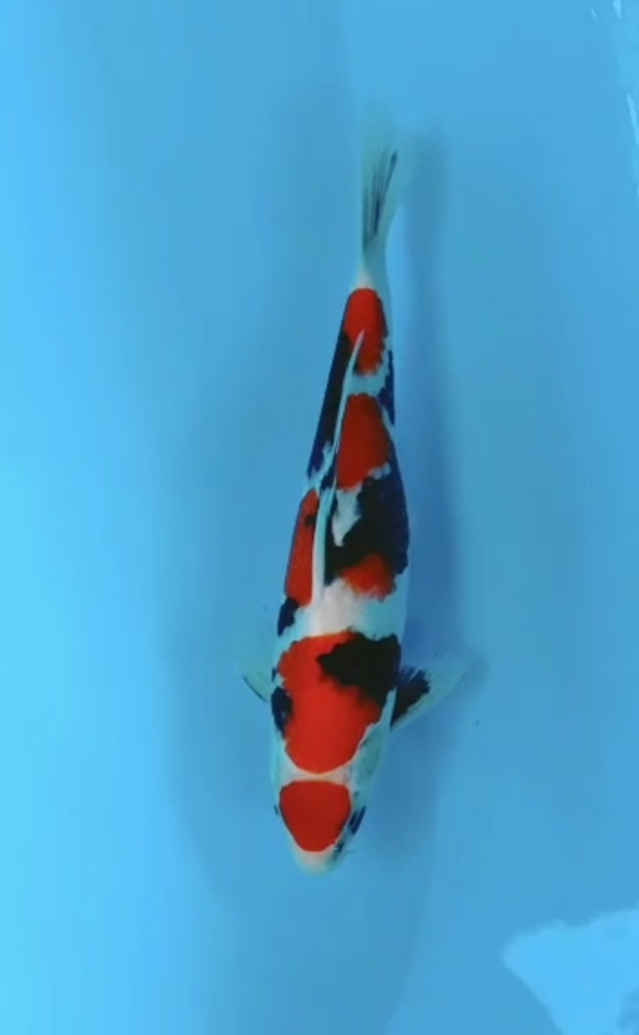 Juara 1