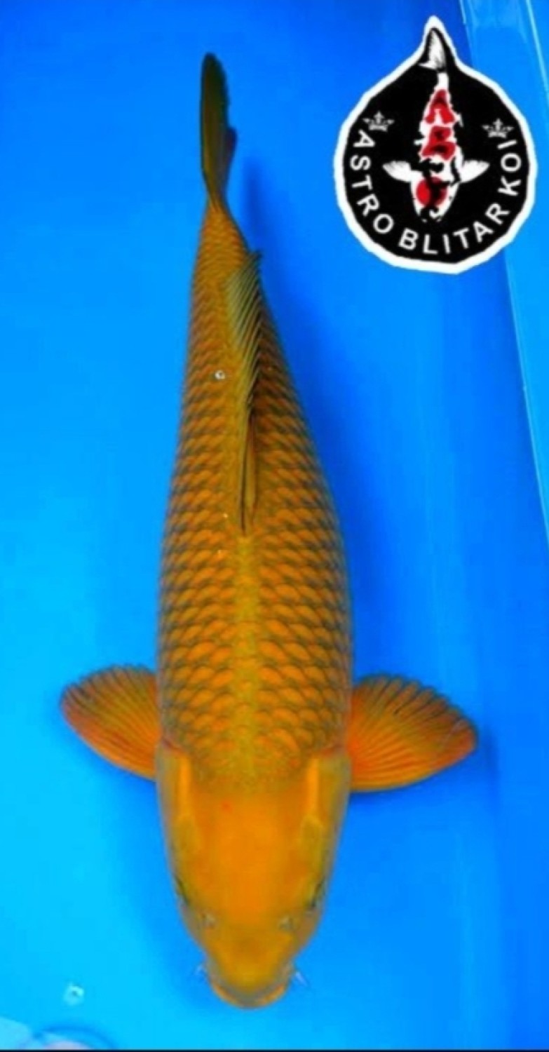 Juara 5