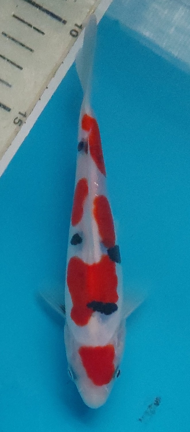 Juara 2