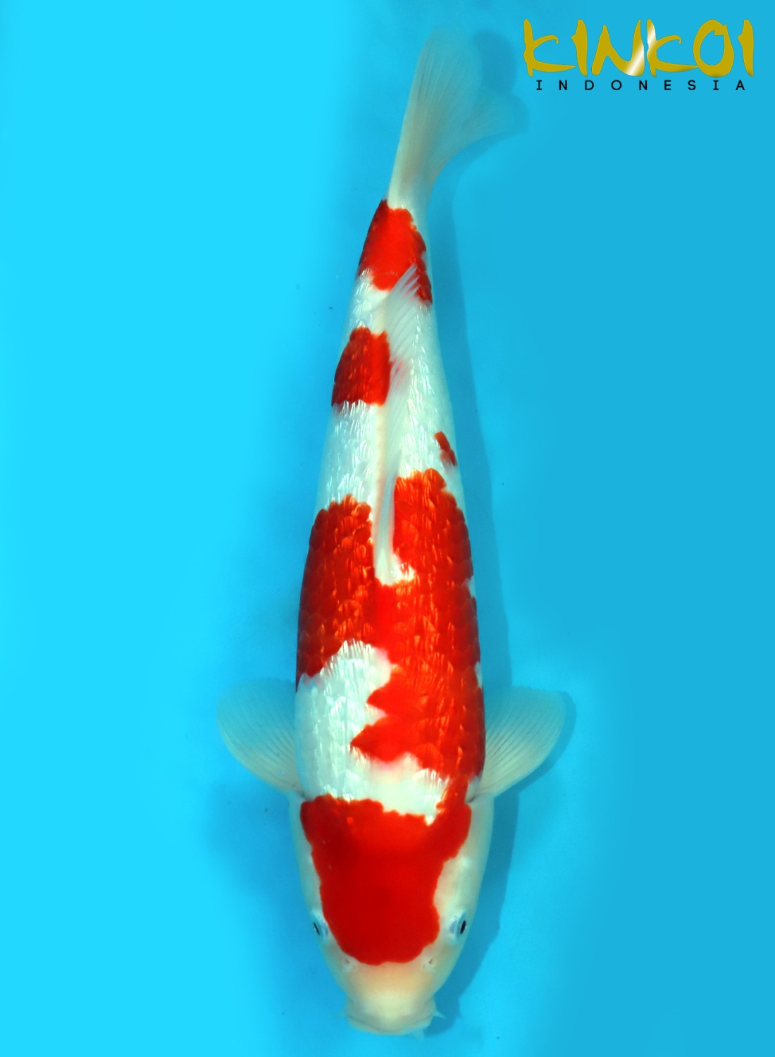 Juara 1