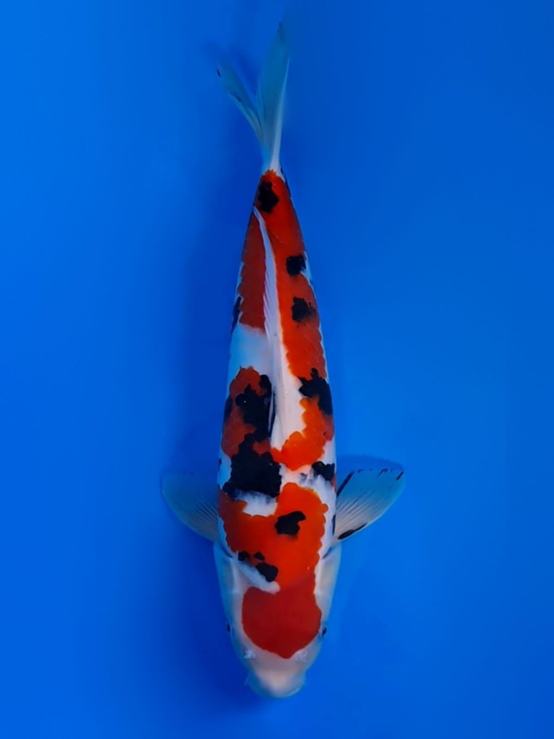 Juara 2