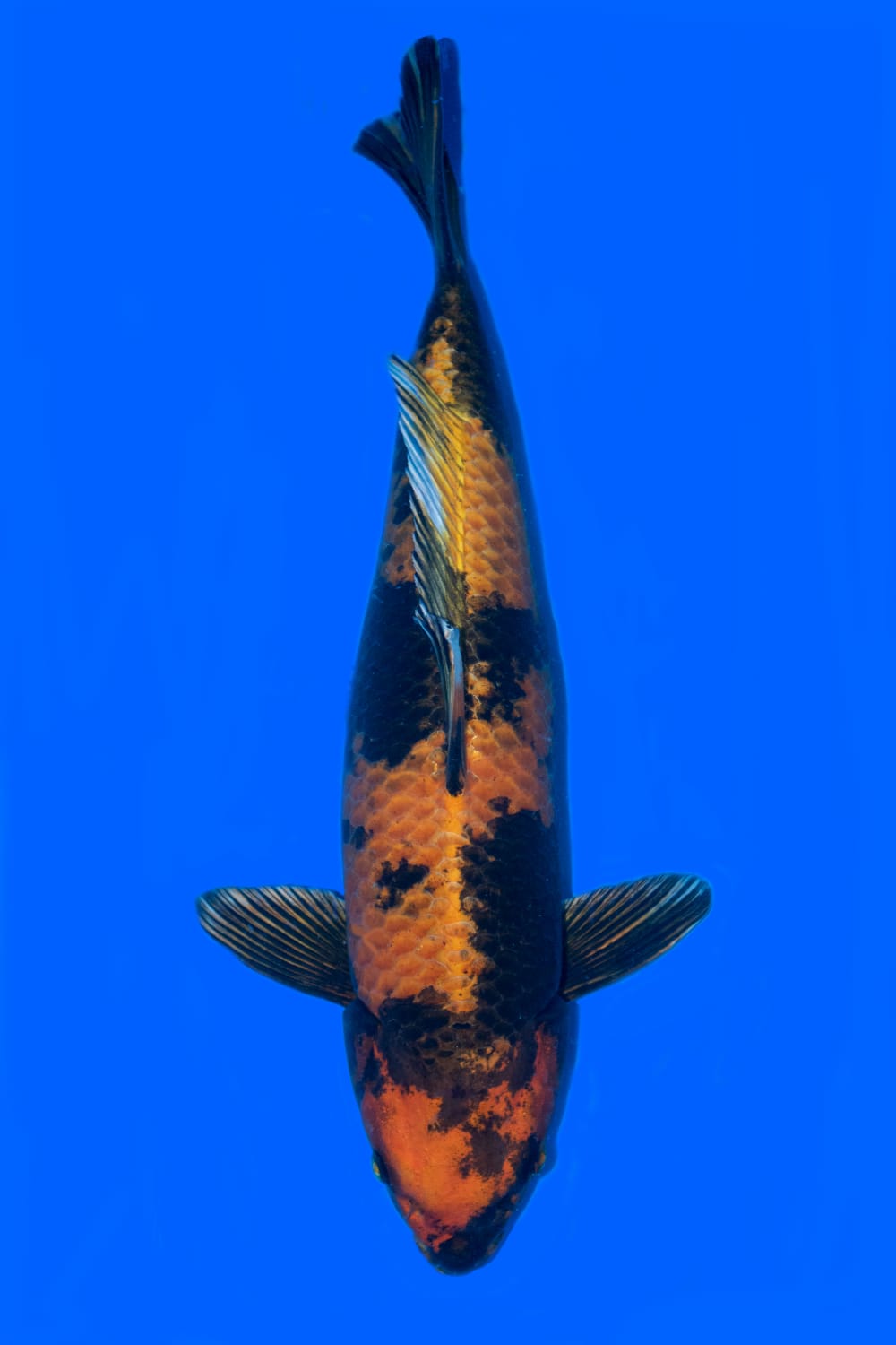 Juara 3