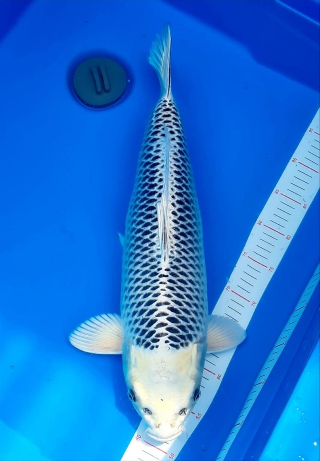 Juara 2