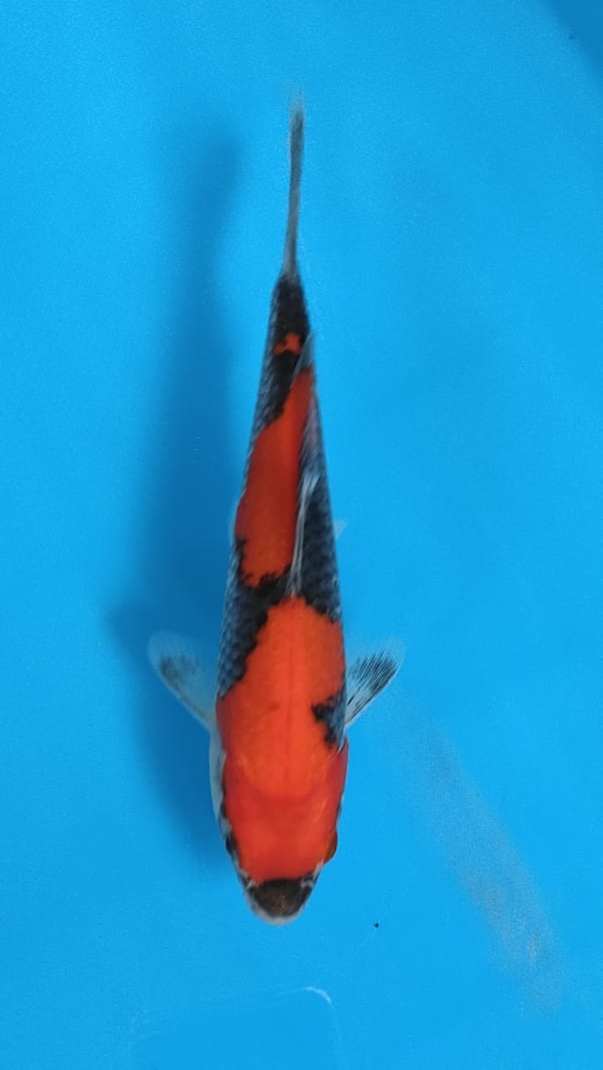 Juara 1
