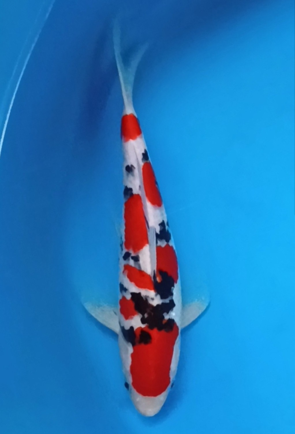 Juara 2