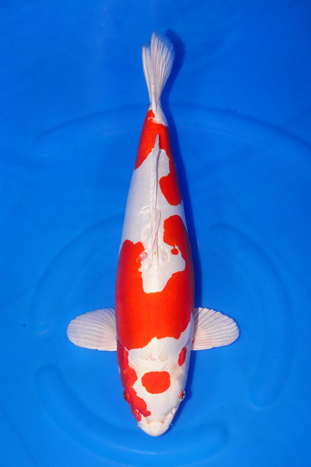 Best In Size C 51-55 Cm