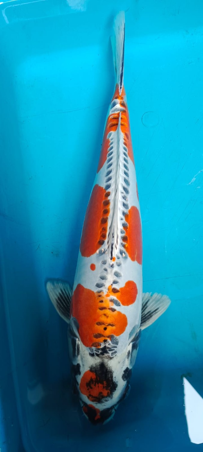 Juara 1