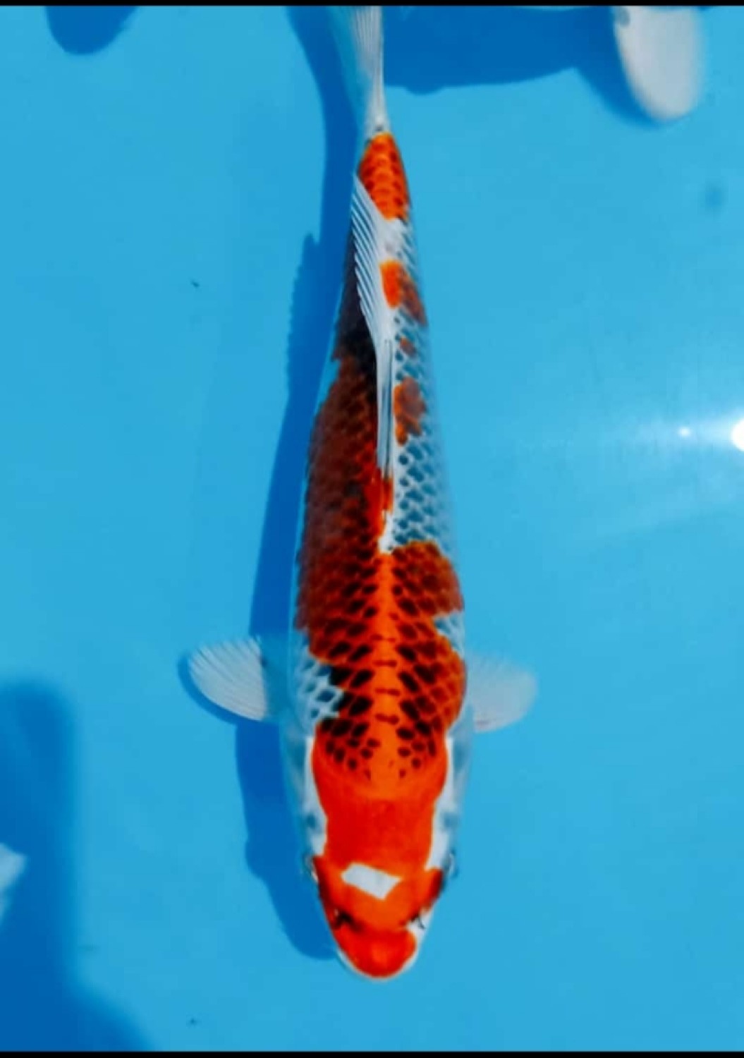 Juara 2