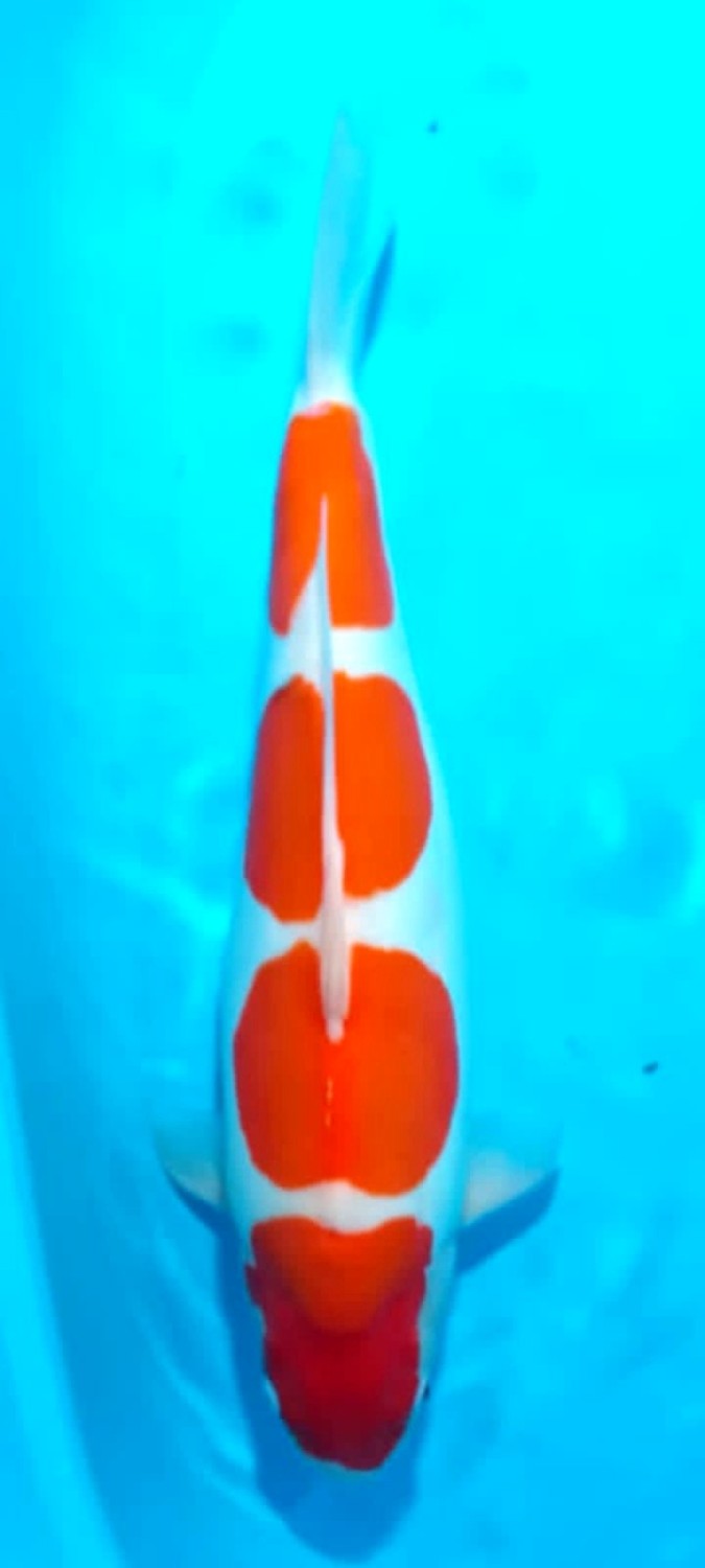 Juara 3