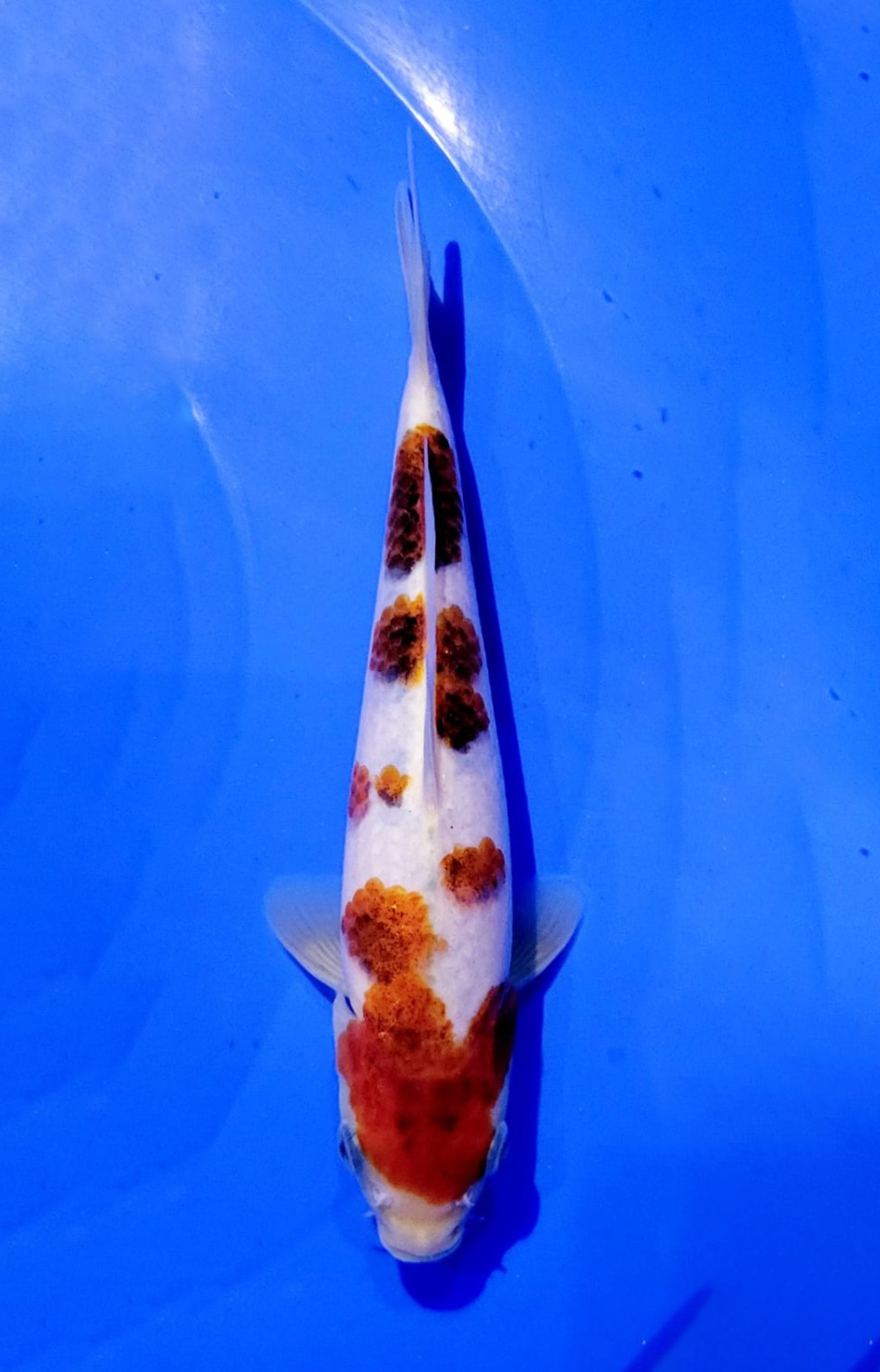Juara 4