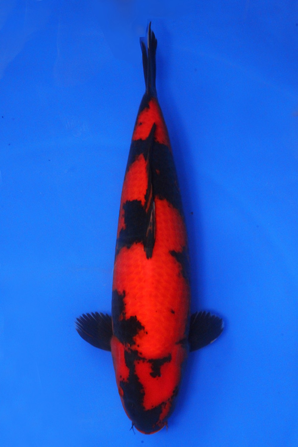 Best In Size D 56-60 Cm