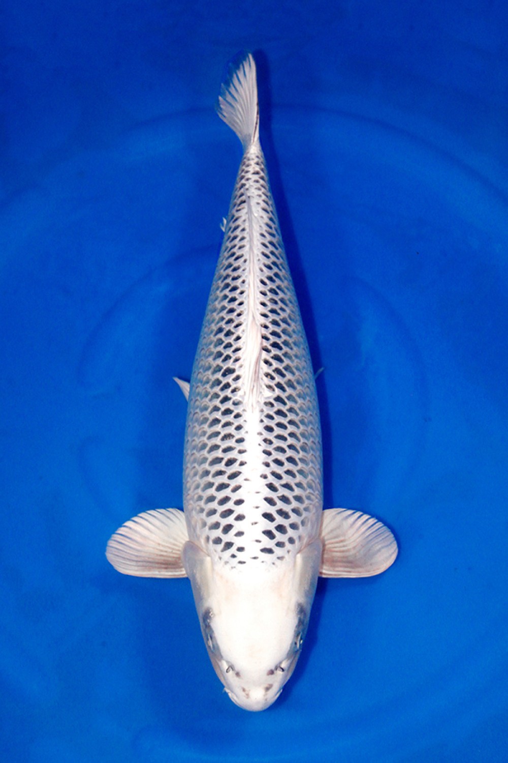 Juara 2