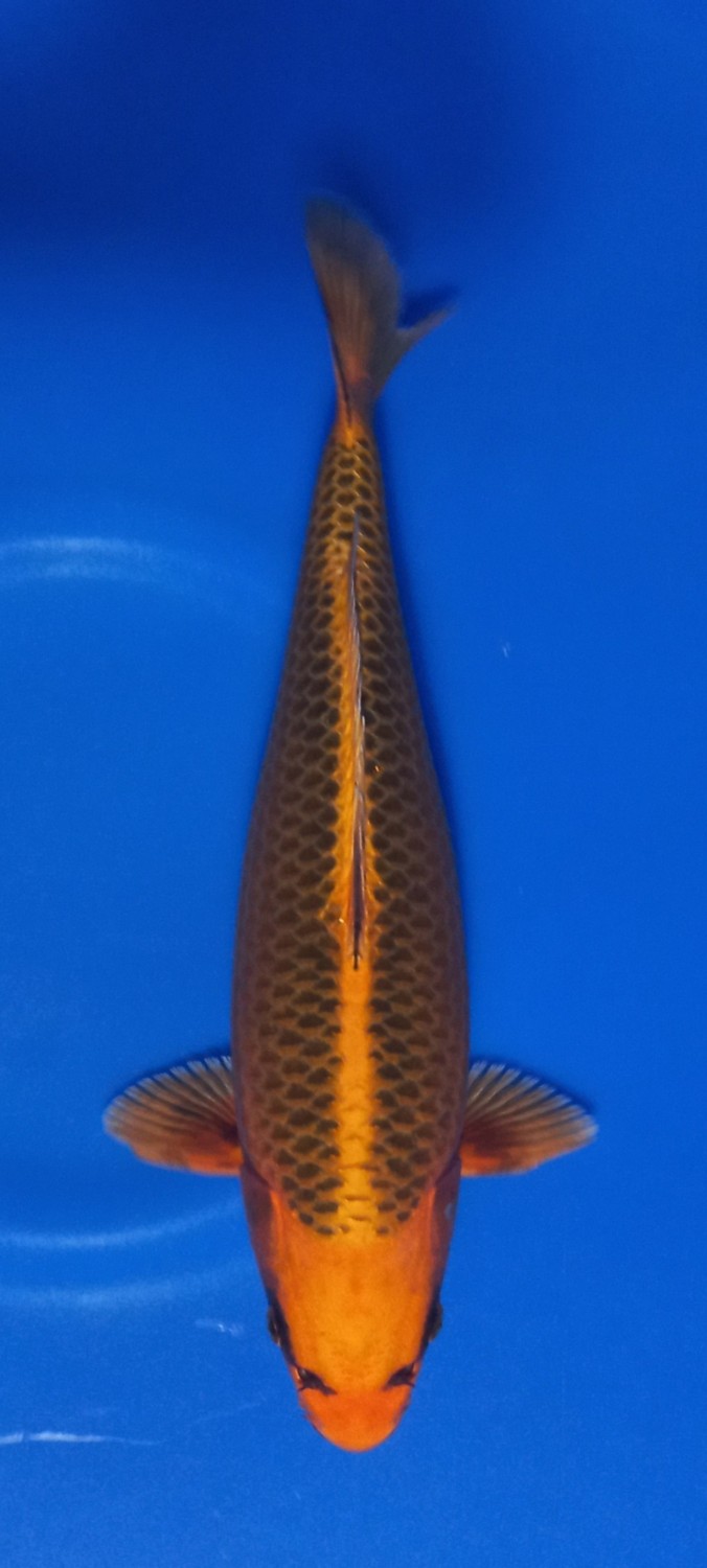Juara 4