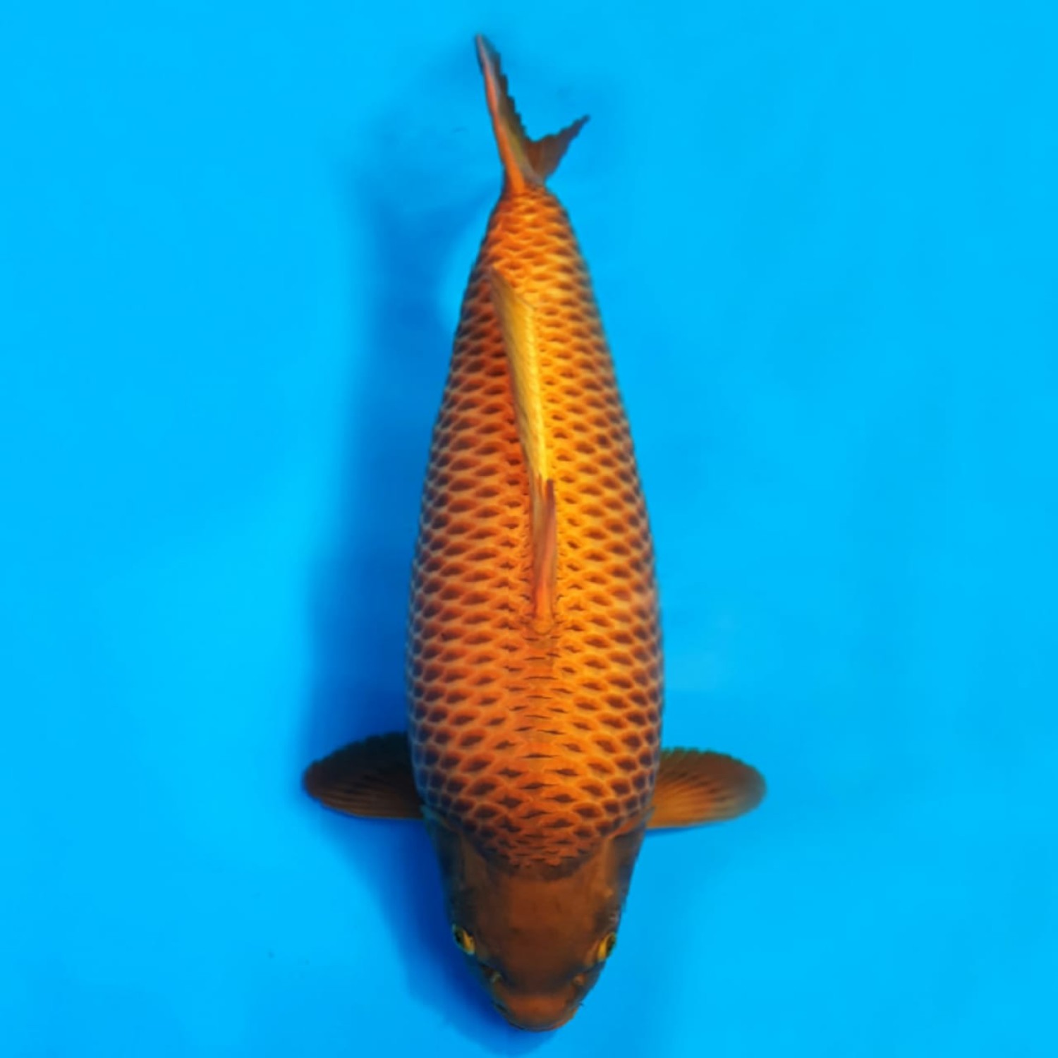 Juara 1