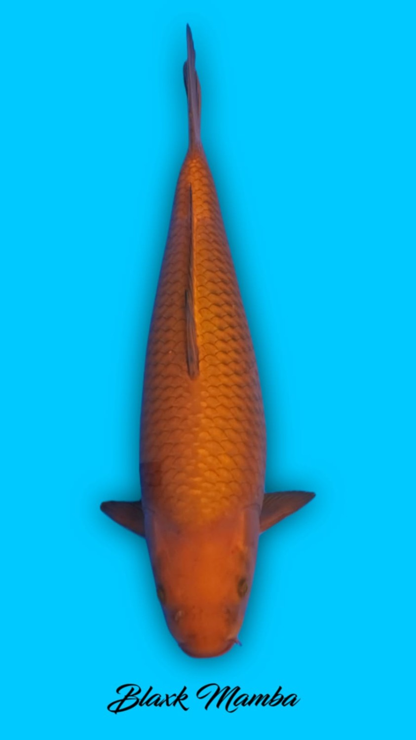 Juara 5