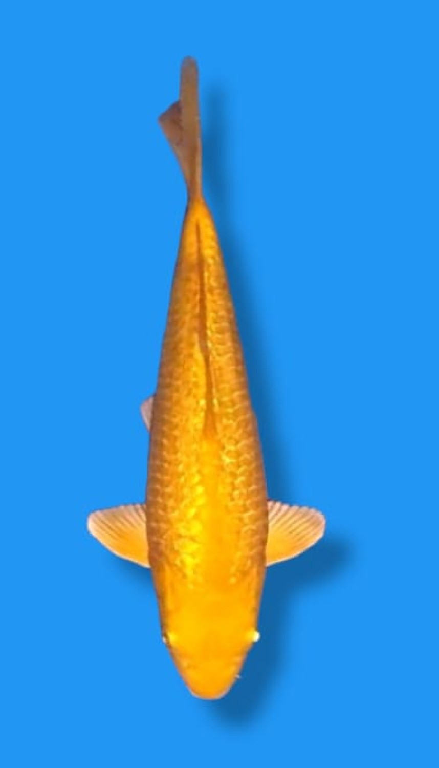 Juara 4