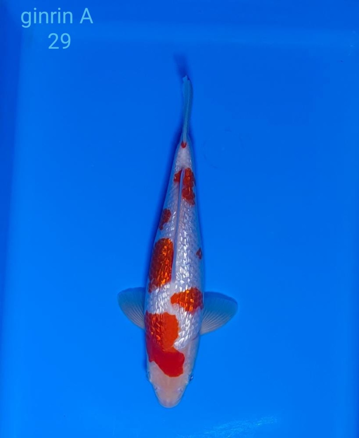 Juara 3
