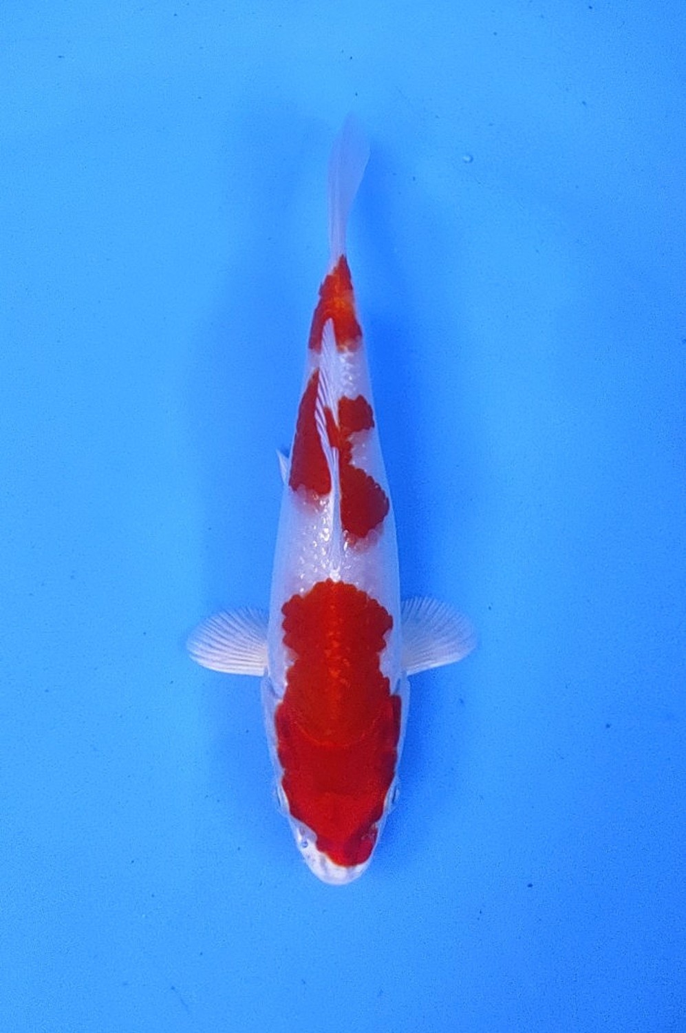 Juara 1