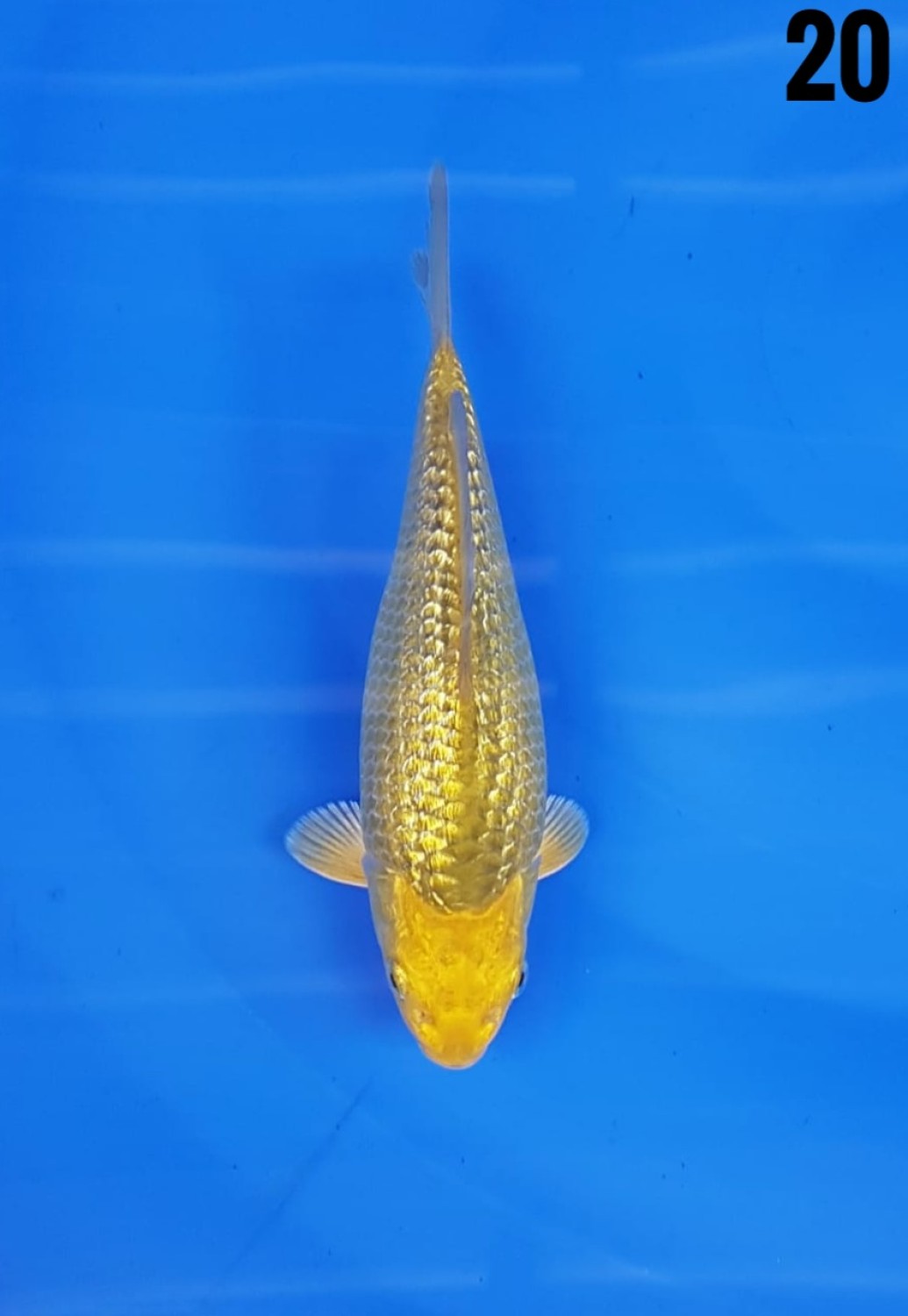 Juara 1