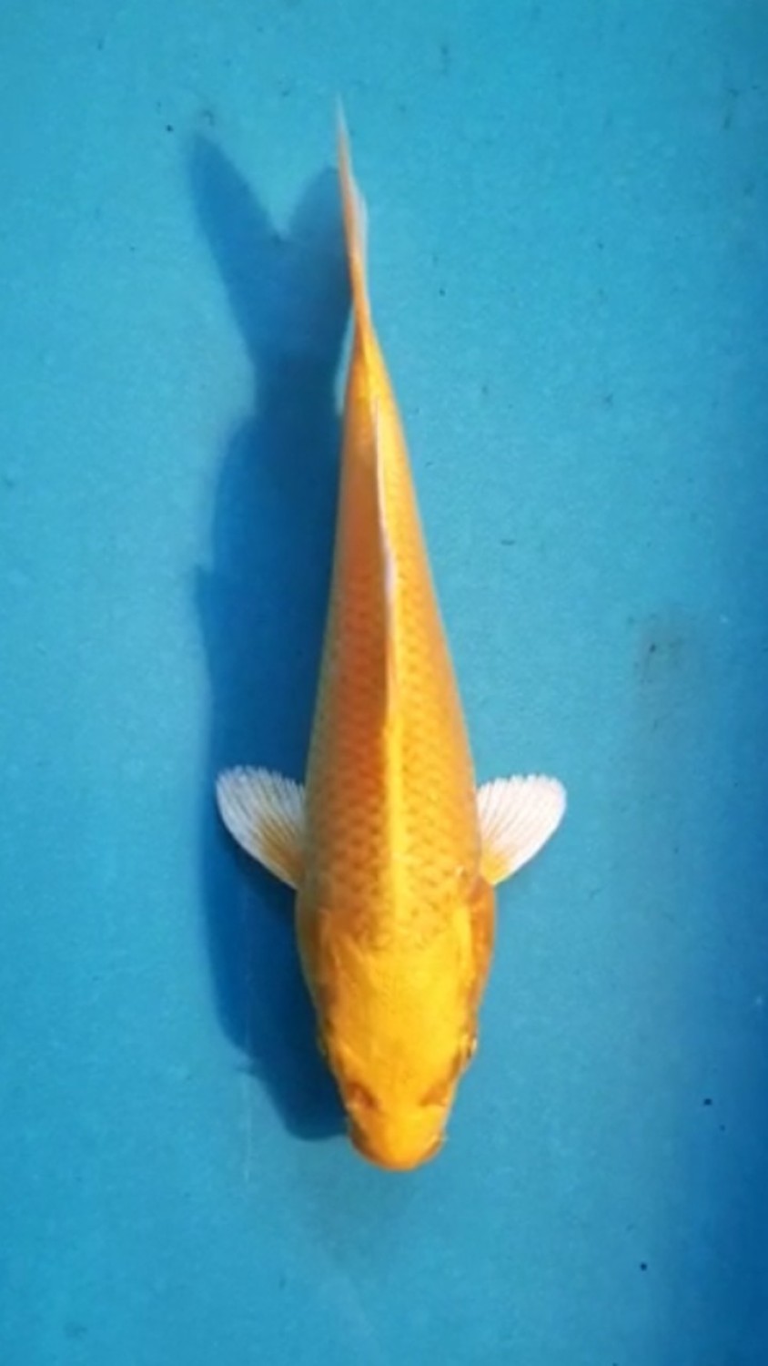 Juara 4