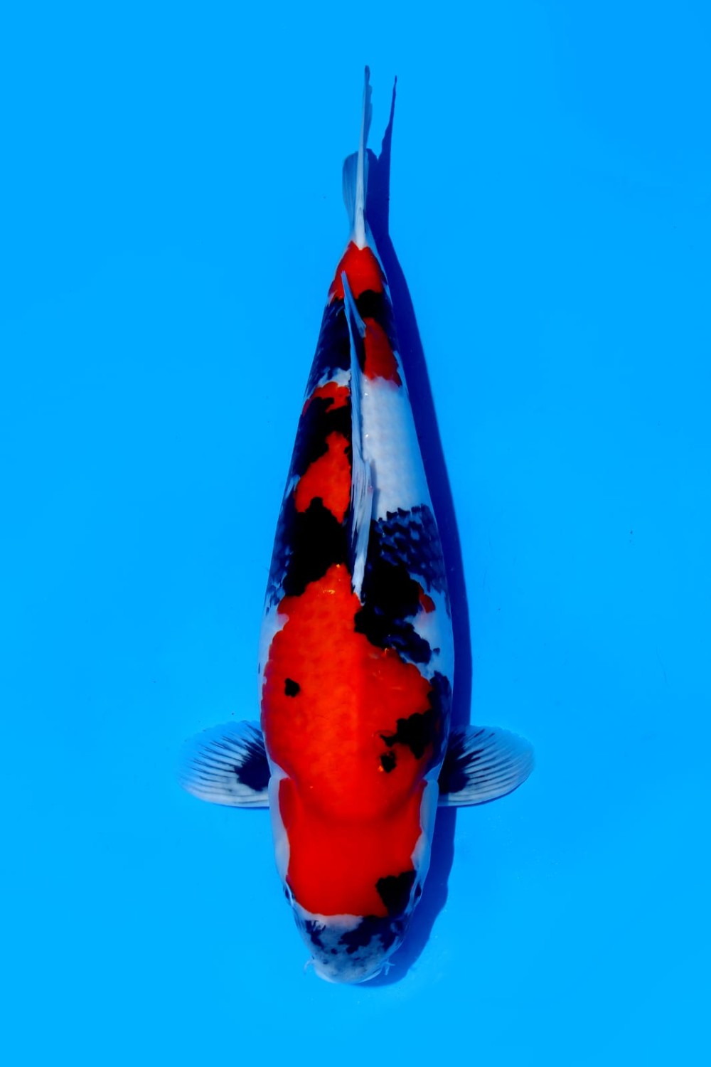 Juara 1