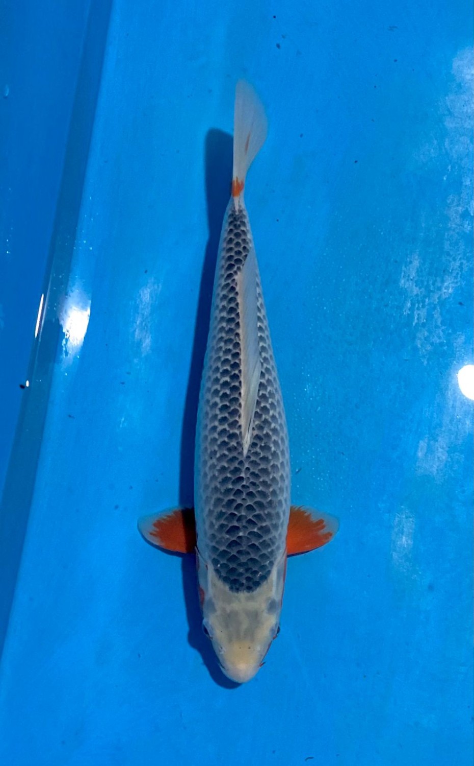 Juara 1
