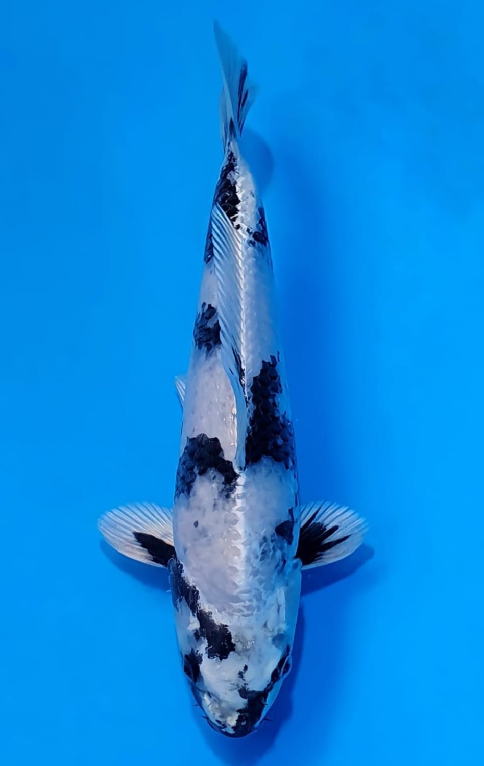 Juara 2