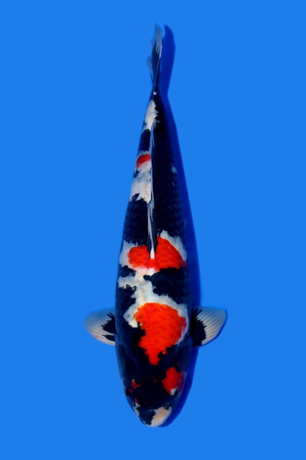 Juara 4