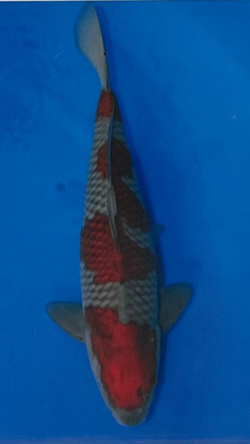 Juara 1