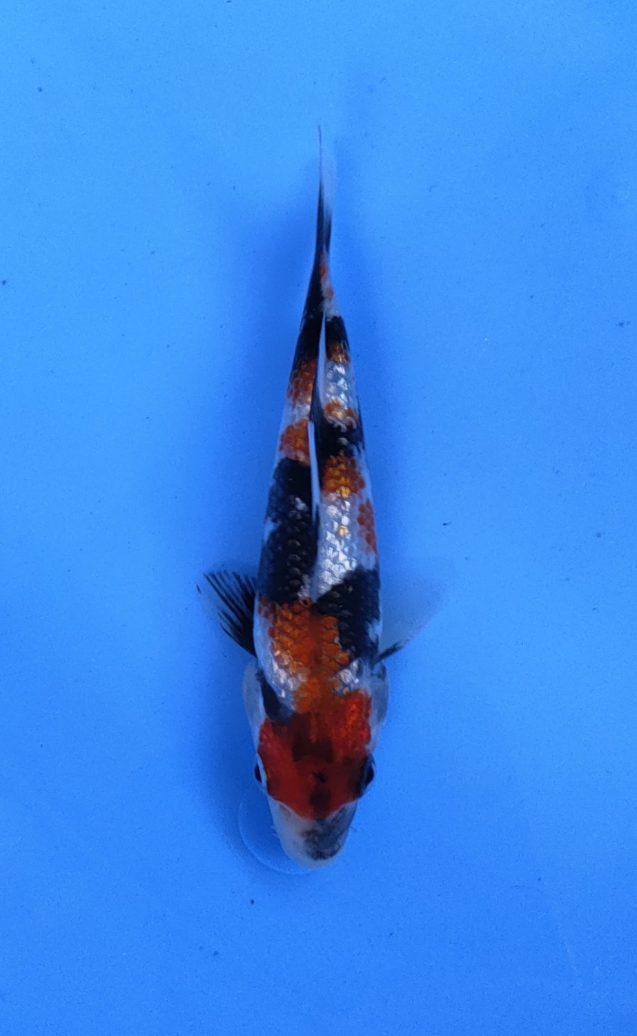 Juara 3