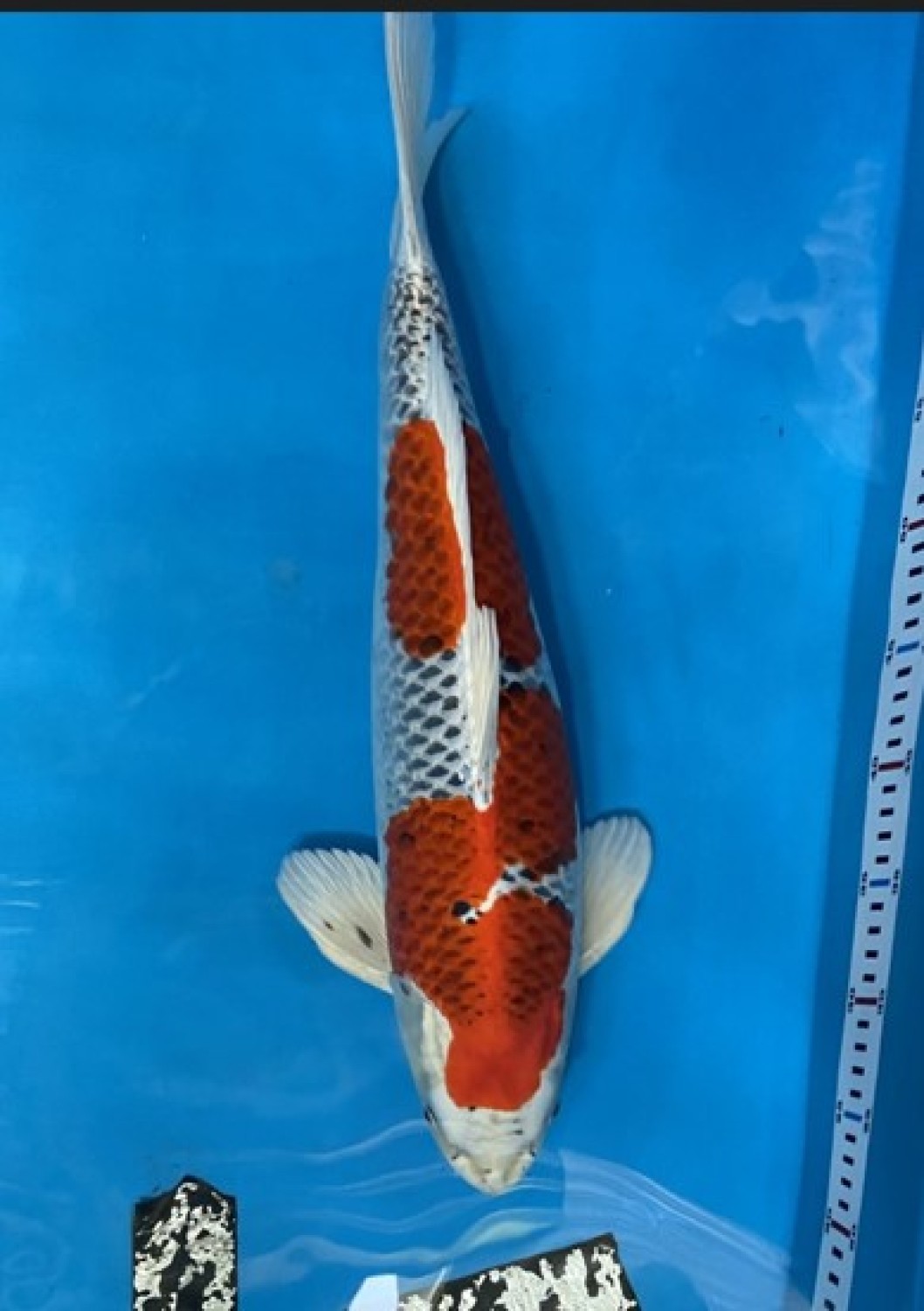 Juara 4