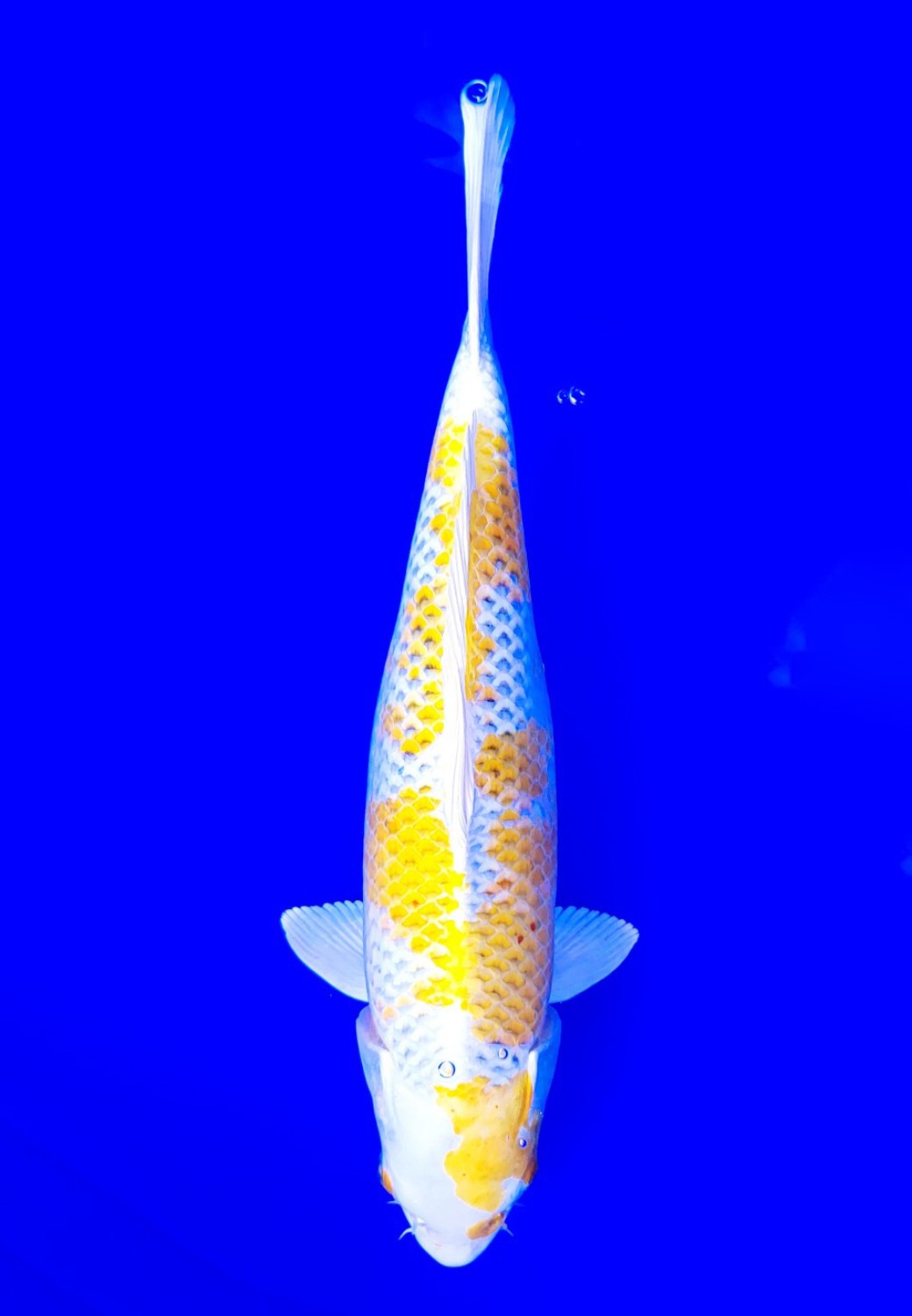 Juara 1