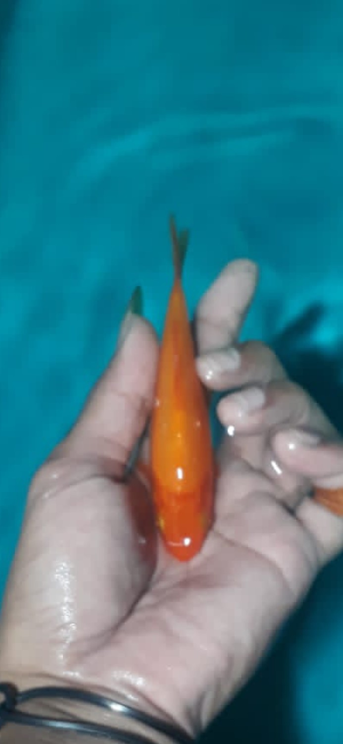 Juara 3