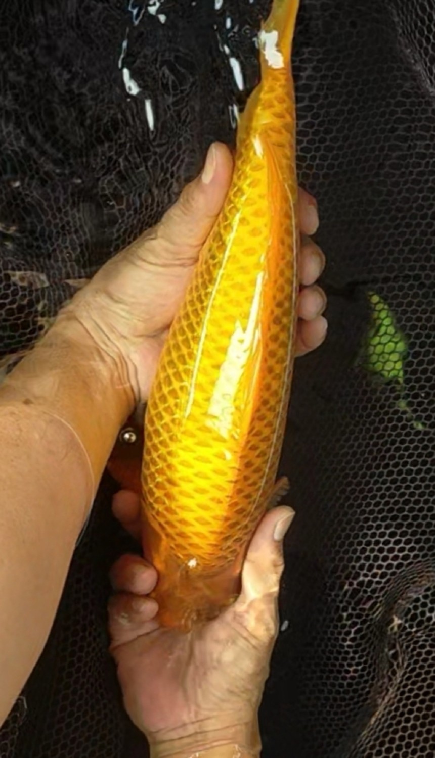 Juara 1