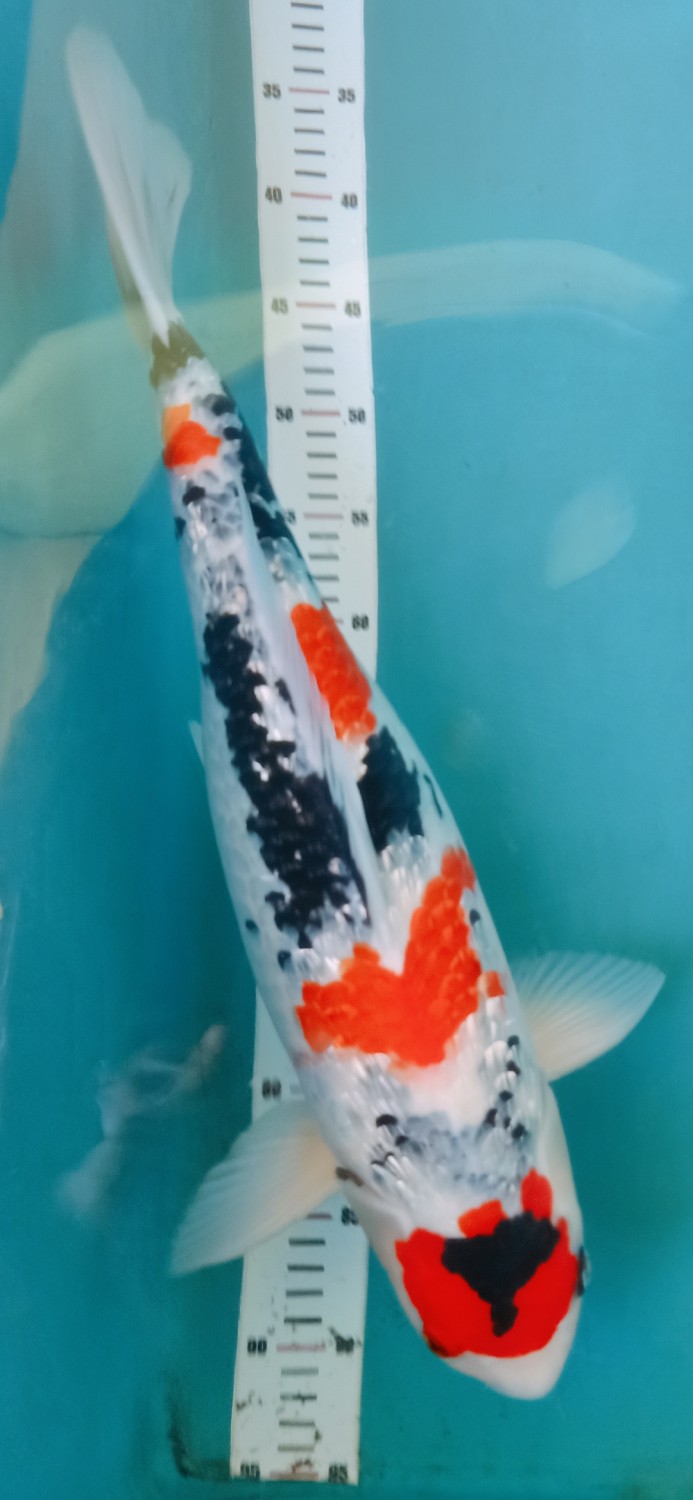 Juara 1