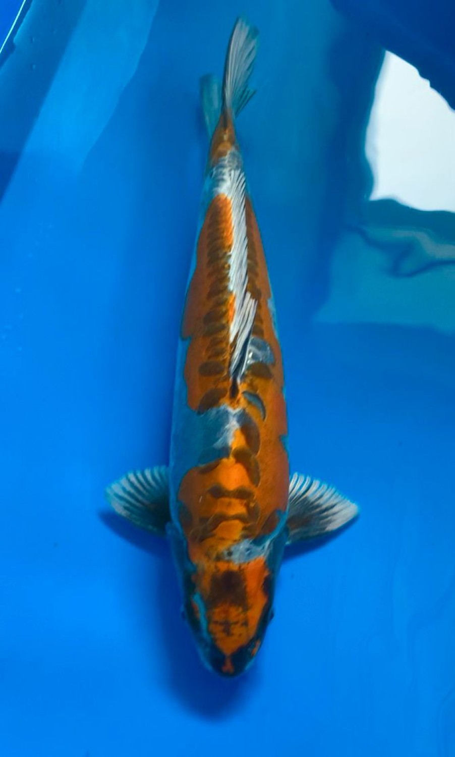 Juara 1