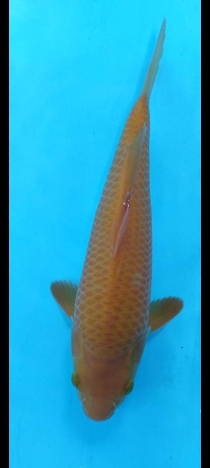 Juara 1