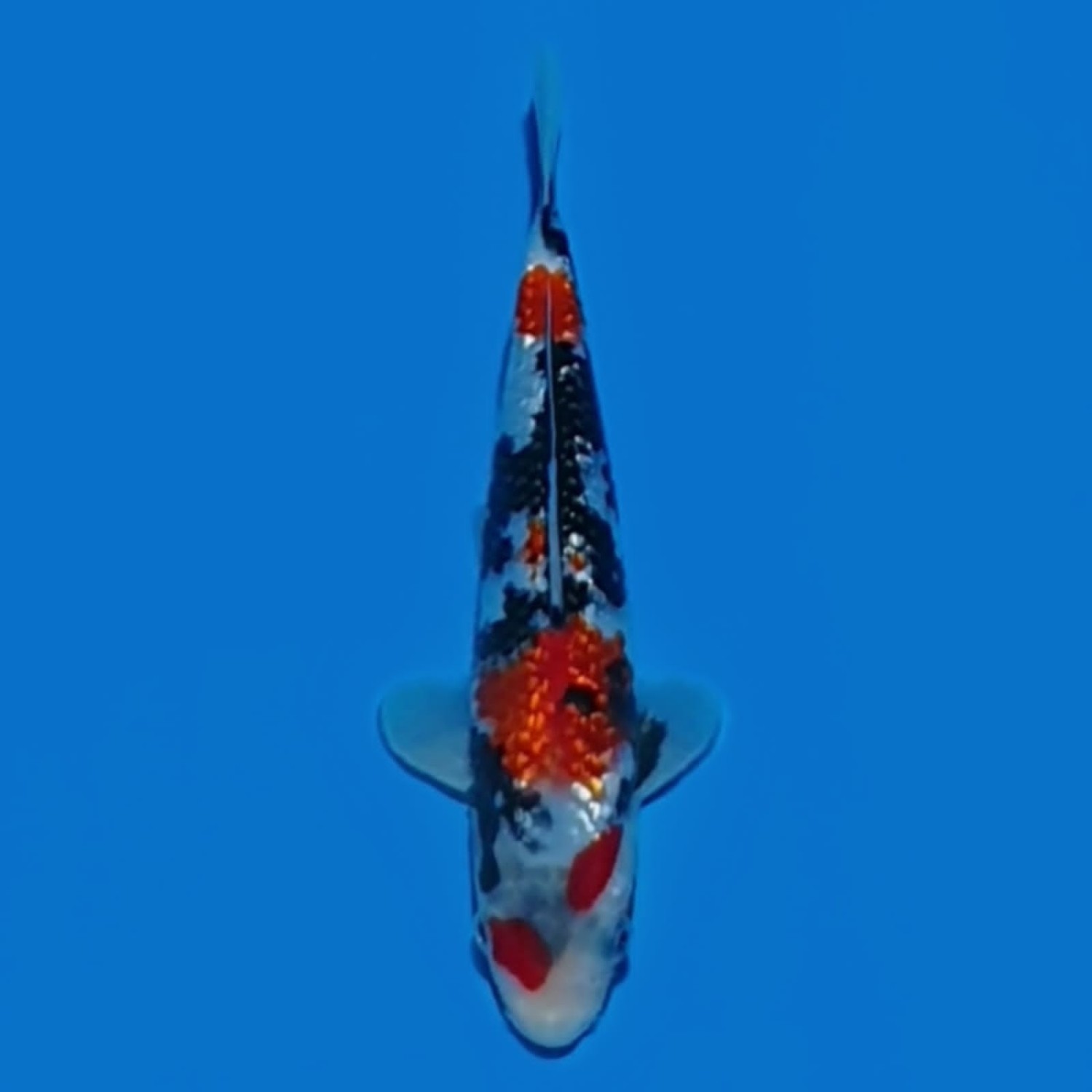Juara 4