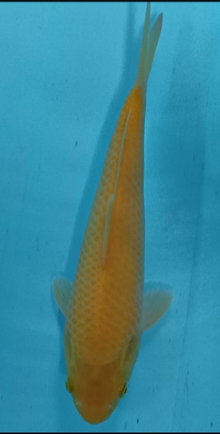 Juara 4