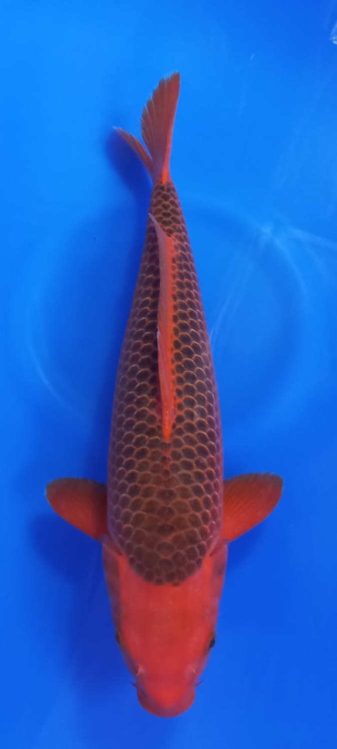 Juara 1