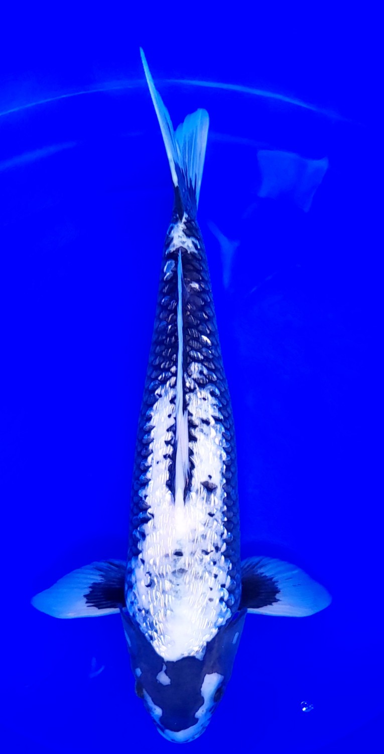 Juara 3