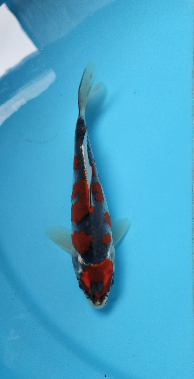 Juara 5