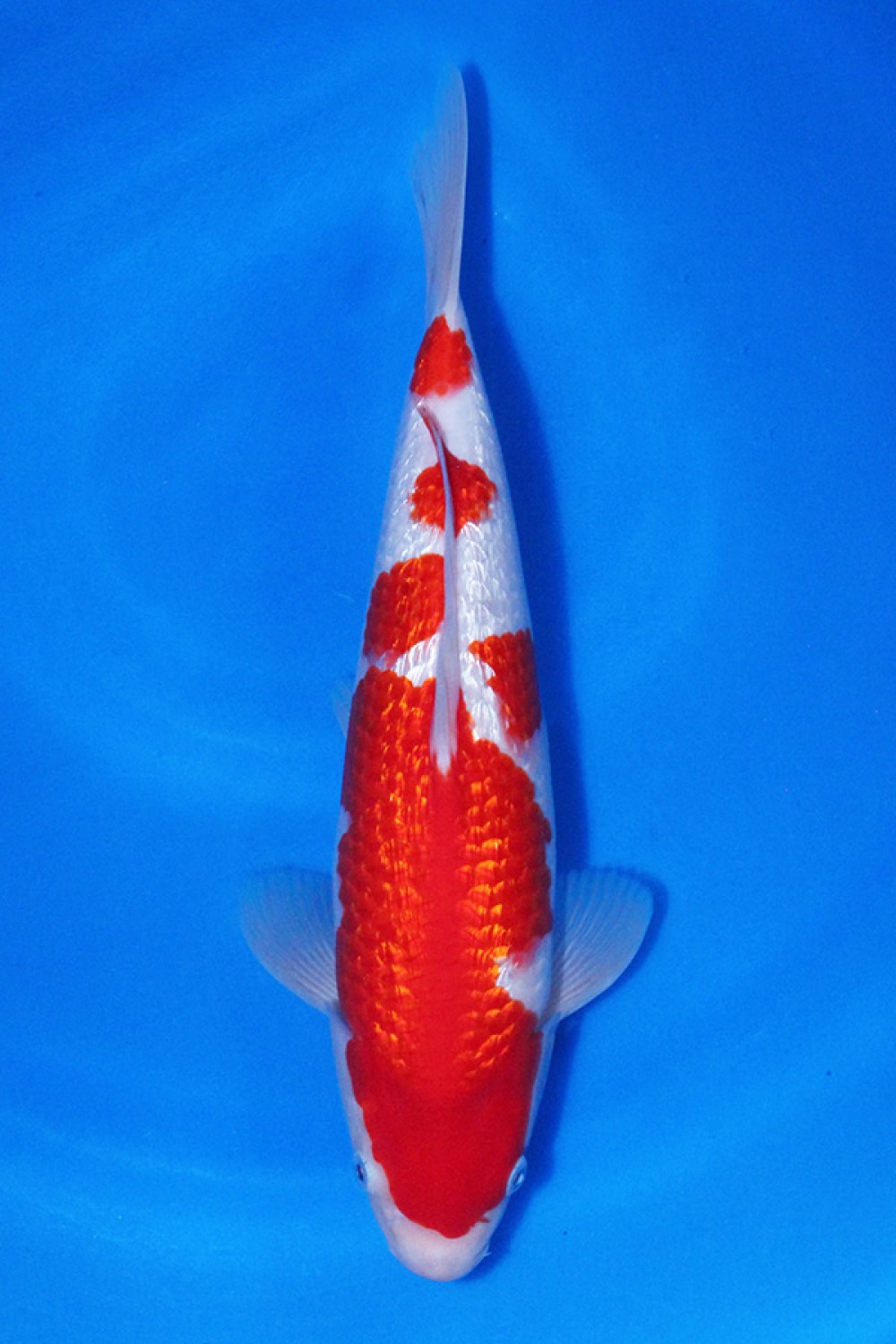 Juara 1