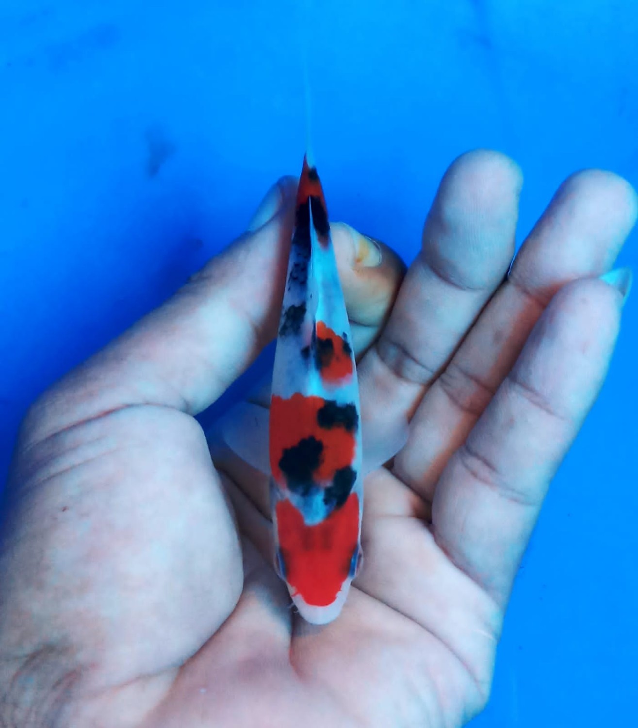 Juara 3