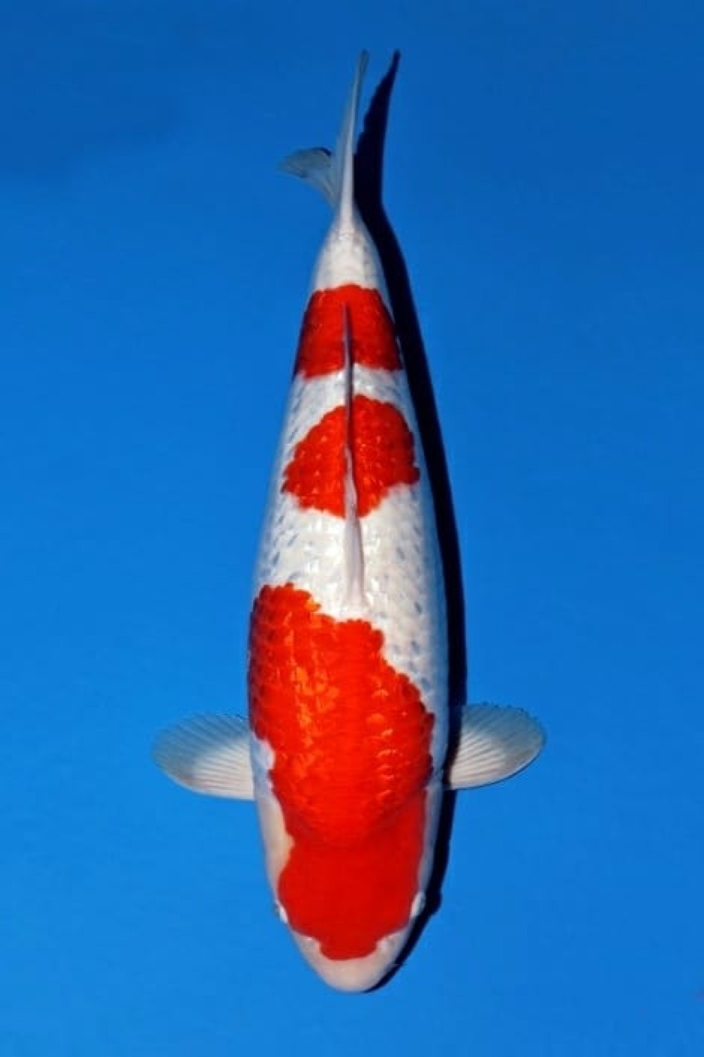 Juara 2