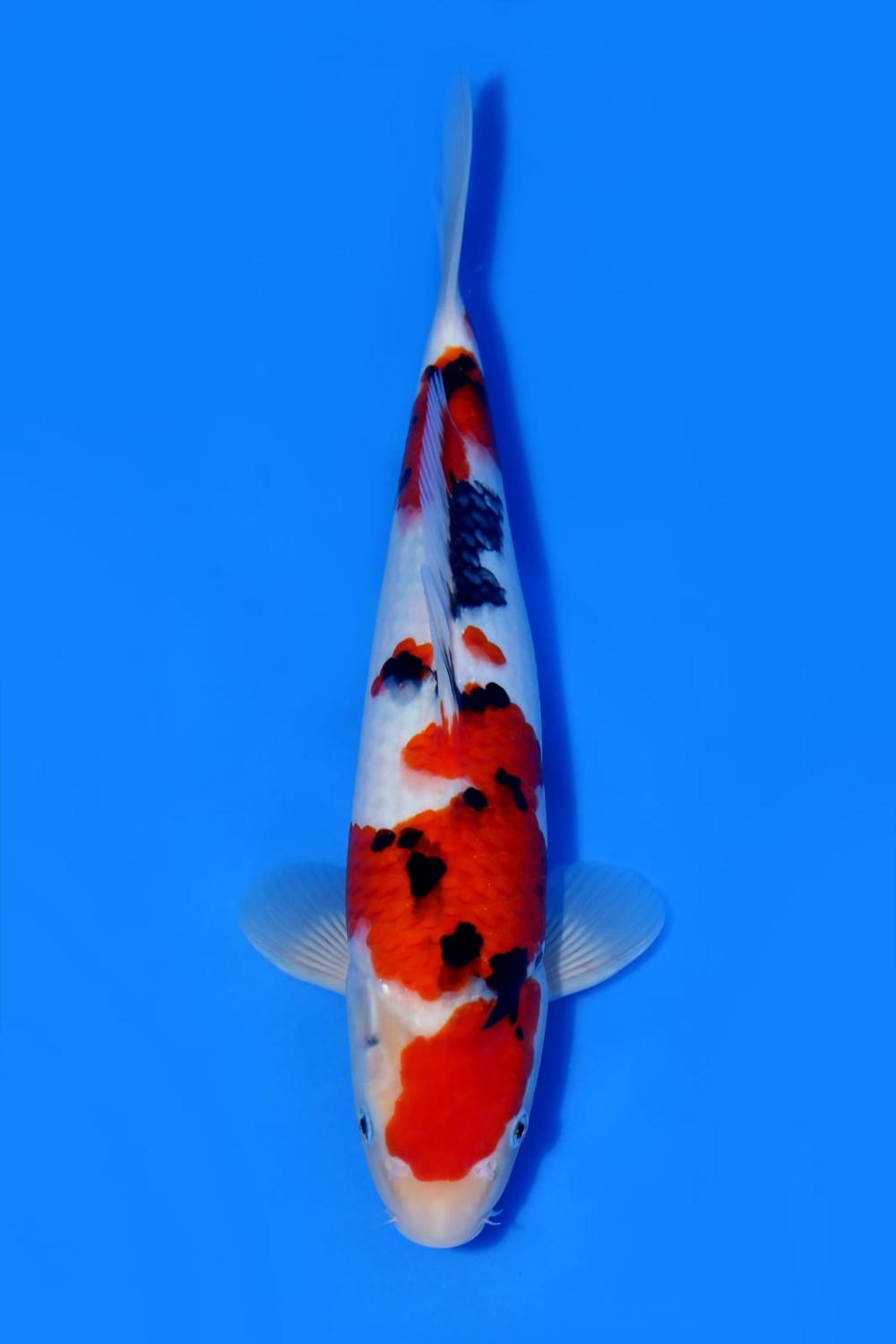 Juara 2