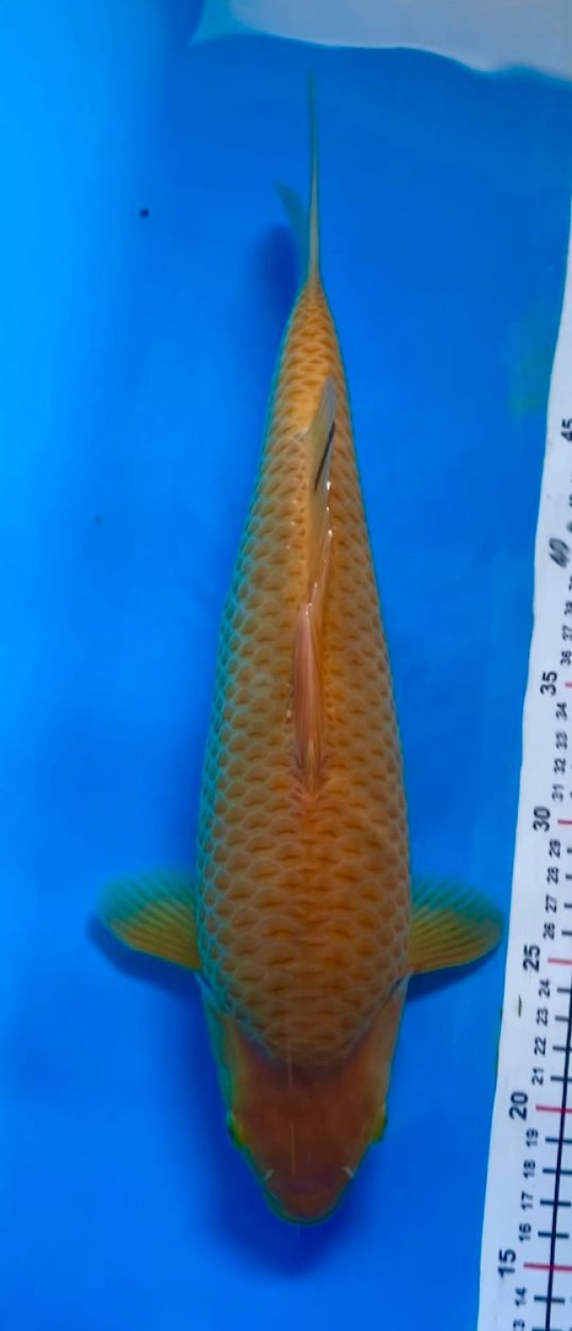 Juara 3