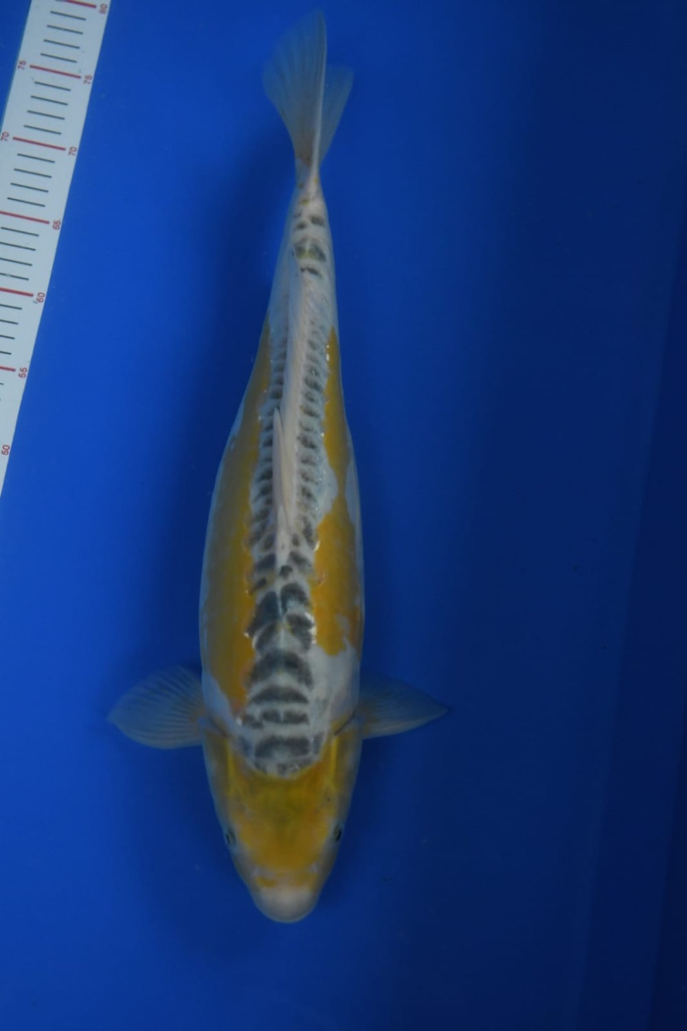 Juara 1